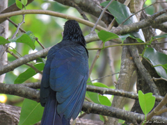 Crotophaga major