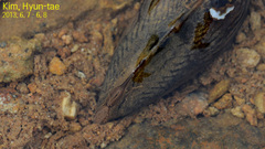 Nodularia breviconcha