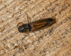 Isorhipis obliqua