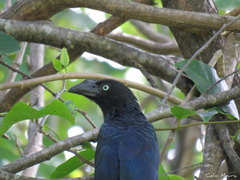 Crotophaga major