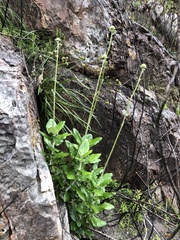 Hermas villosa