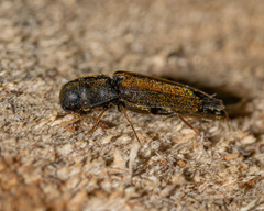 Isorhipis obliqua