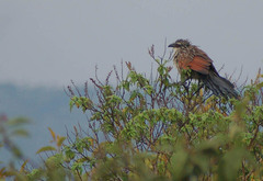 Centropus superciliosus