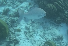 Kyphosus cinerascens