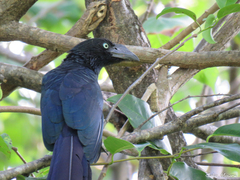 Crotophaga major