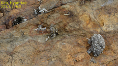 Nodularia breviconcha