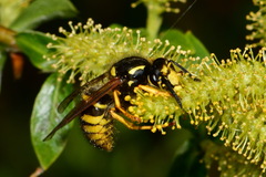 Dolichovespula sylvestris