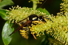 Dolichovespula sylvestris