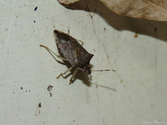 Podisus nigrispinus
