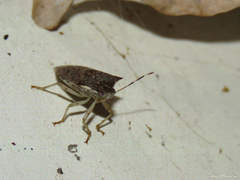 Podisus nigrispinus