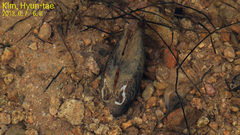 Nodularia breviconcha