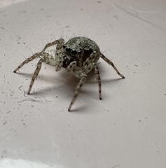 Saitis variegatus