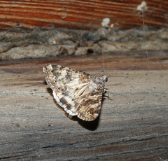 Drasteria mongoliensis