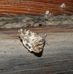 Drasteria mongoliensis