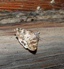 Drasteria mongoliensis