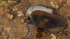 Nodularia breviconcha