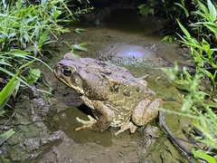 Rhinella marina