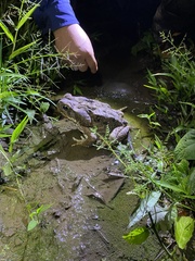Rhinella marina