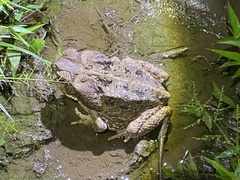 Rhinella marina