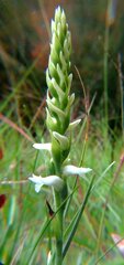 Spiranthes cernua