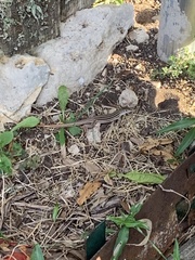 Aspidoscelis gularis