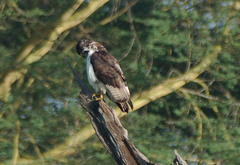 Buteo augur
