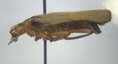 Pacificanthia consors