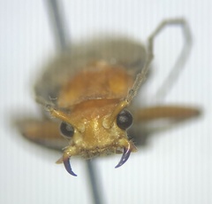 Pacificanthia consors