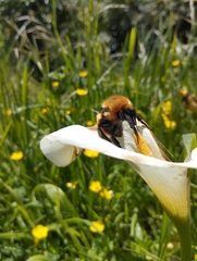 Bombus dahlbomii