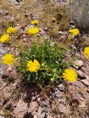 Grindelia chiloensis