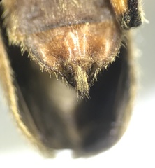 Pacificanthia consors