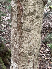 Abies alba