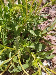 Grindelia chiloensis