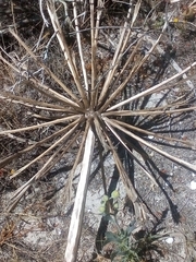 Brunsvigia orientalis