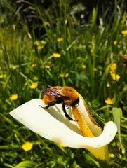 Bombus dahlbomii