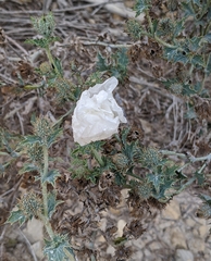 Argemone albiflora