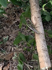 Schistocerca obscura