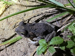 Rhinella marina