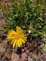 Grindelia chiloensis