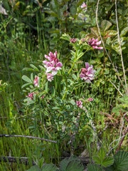 Hosackia stipularis ottleyi