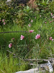 Hosackia stipularis ottleyi