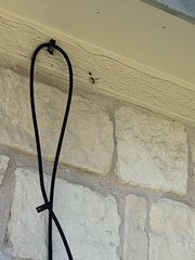Aculeata