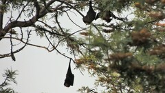 Pteropus giganteus