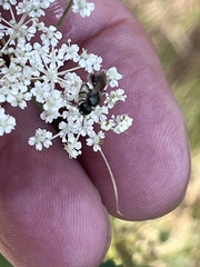 Perideridia gairdneri