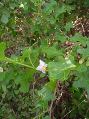 Leptostemonum