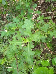 Leptostemonum
