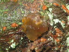 Naematelia encephala