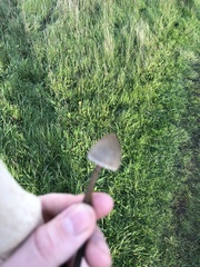 Panaeolus acuminatus