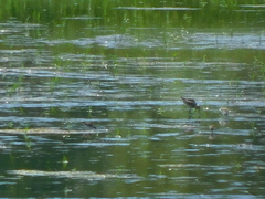 Calidris himantopus