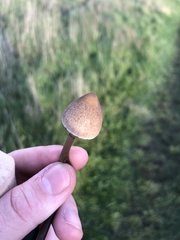 Panaeolus acuminatus